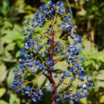 Lapis Lazuli Tree