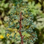 Green Aventurine Tree