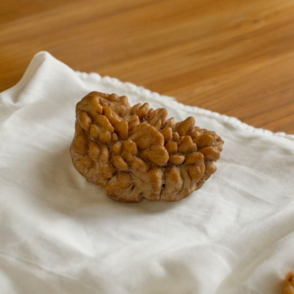 1 mukhi rudraksha