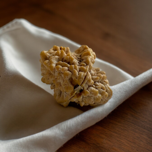 2 mukhi rudraksha