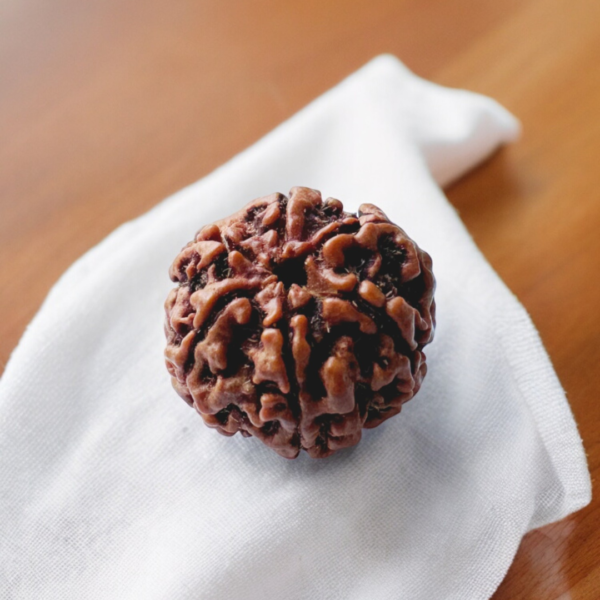 6 mukhi rudraksha