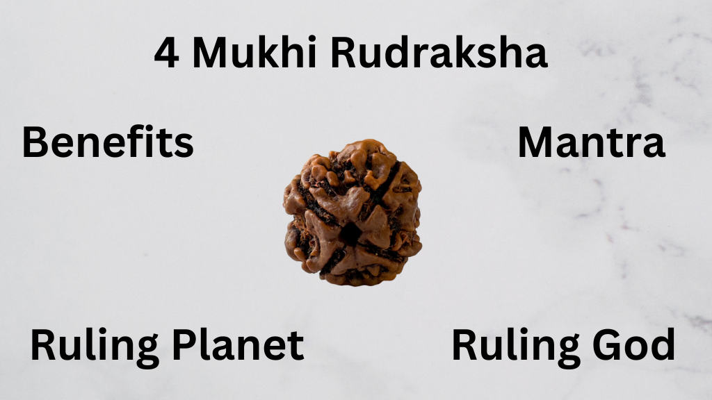 4 mukhi rudraksha