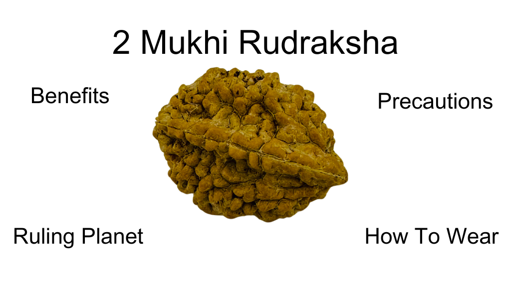 2 mukhi rudraksha