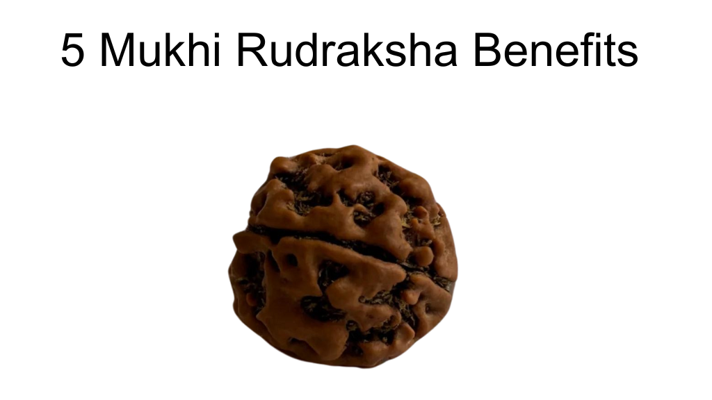 5 mukhi rudraksha