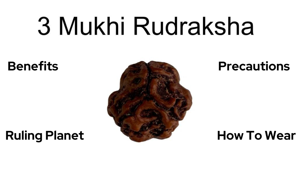 3 mukhi rudraksha