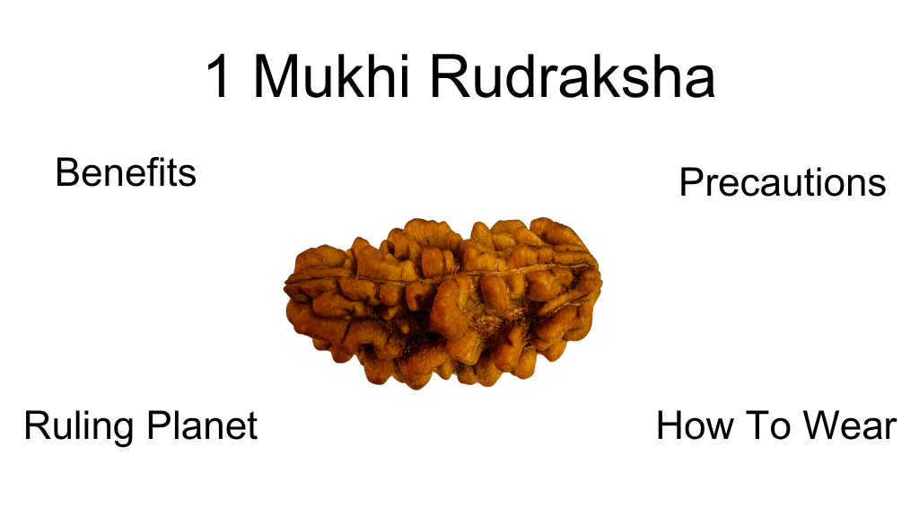 1 Mukhi Rudraksha