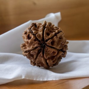 7 mukhi rudraksha