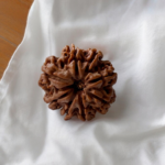 8 mukhi rudraksha