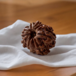 9 mukhi rudraksha