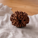 10 mukhi rudraksha