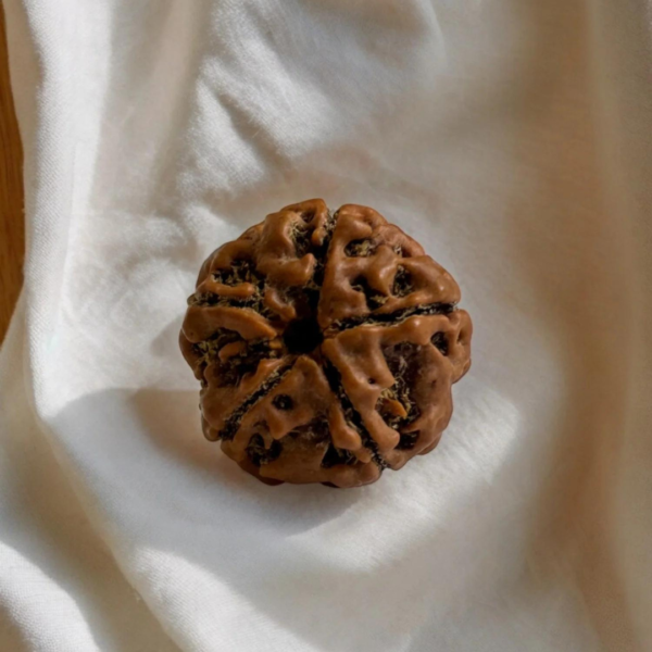 5 mukhi rudraksha