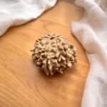 13 mukhi rudraksha