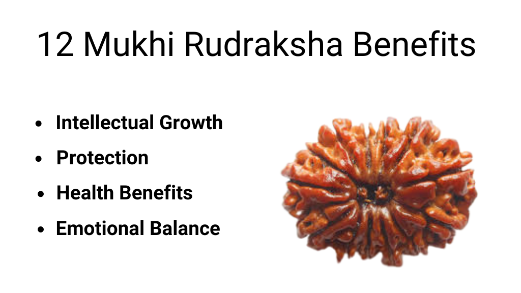 13 mukhi rudraksha