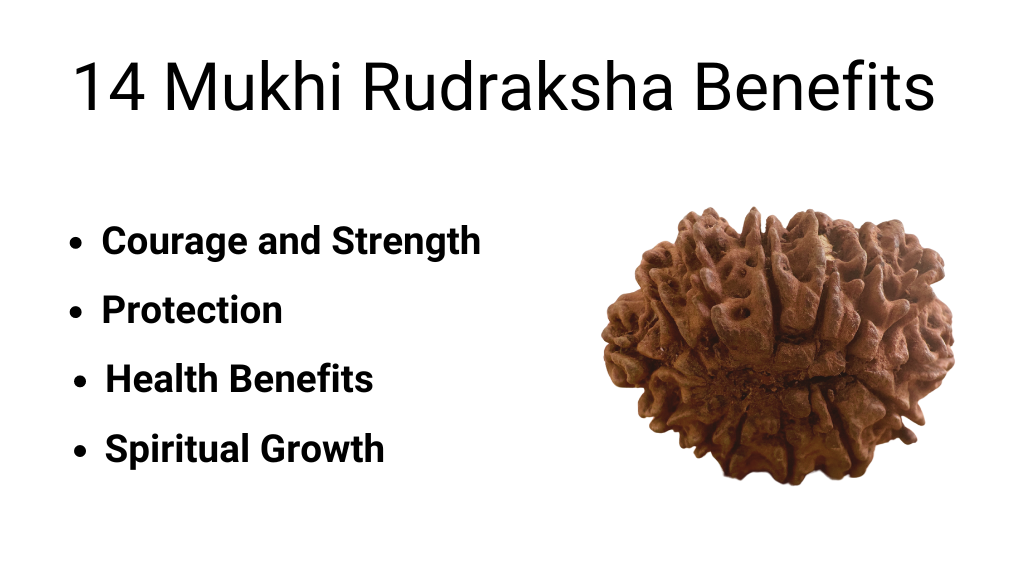 14 Mukhi Rudraksha