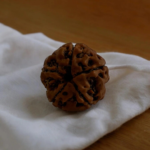 5 mukhi rudraksha