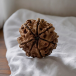 7 mukhi rudraksha