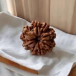 8 mukhi rudraksha