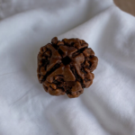 4 mukhi rudraksha