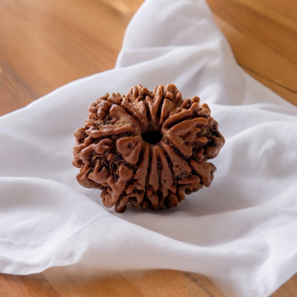 10 mukhi rudraksha