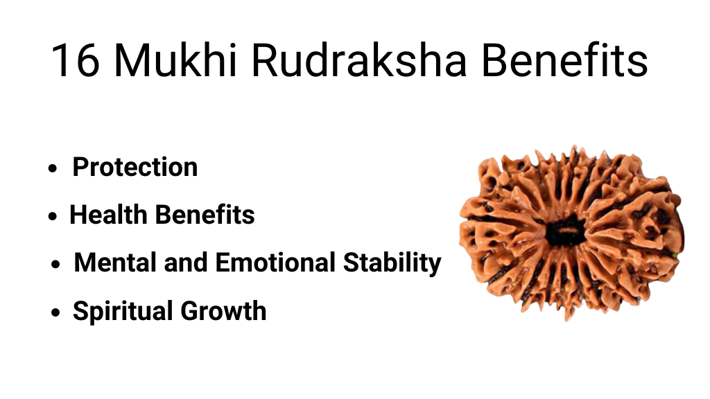 16 Mukhi Rudraksha