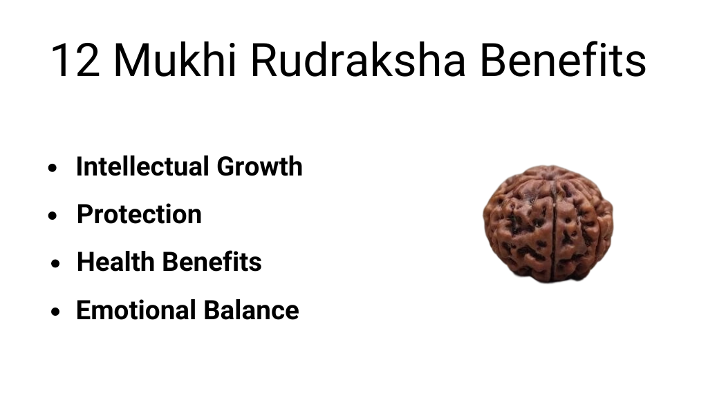 12 Mukhi Rudraksha