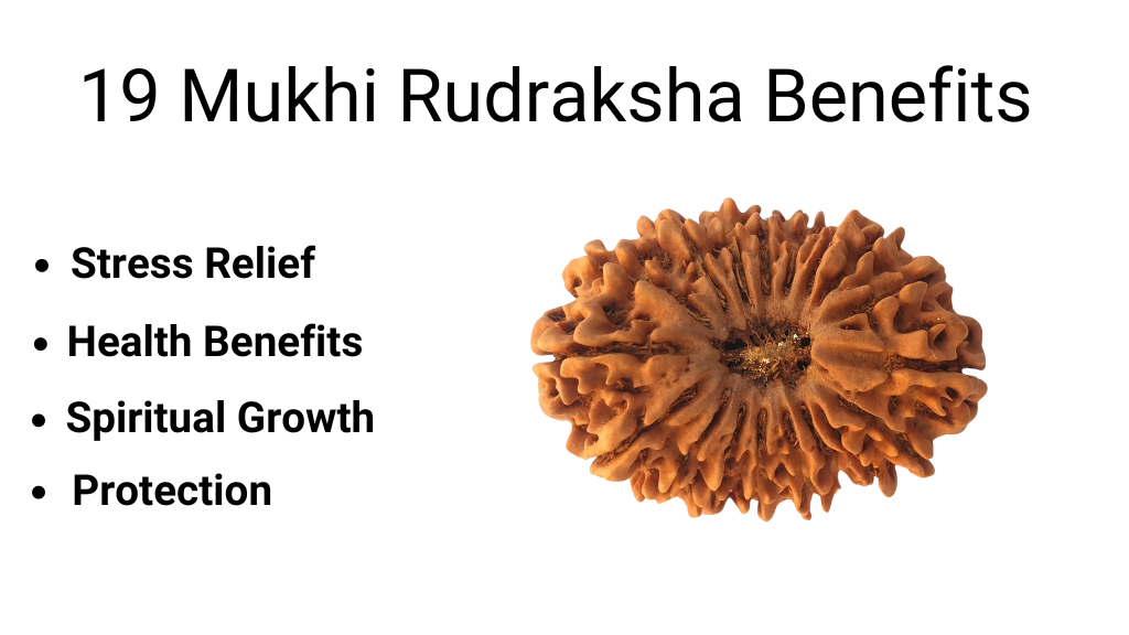 19 Mukhi Rudraksha