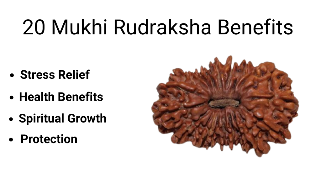 20 Mukhi Rudraksha