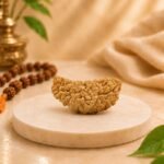 Large Natural Indian 1 Mukhi Rudraksha Half Moon Shape Original Ek Mukhi Rudraksha by Pure Gems World