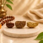 Natural Indian 1 Mukhi Rudraksha Half Moon Shape Original Ek Mukhi Rudraksha Bead by Pure Gems World