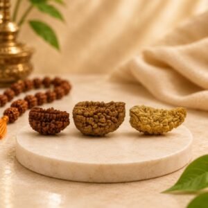 Natural Indian 1 Mukhi Rudraksha Half Moon Shape Original Ek Mukhi Rudraksha Bead by Pure Gems World