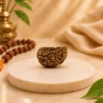 Medium Natural Indian 1 Mukhi Rudraksha Half Moon Shape Original Ek Mukhi Rudraksha by Pure Gems World