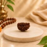Small Natural Indian 1 Mukhi Rudraksha Half Moon Shape Original Ek Mukhi Rudraksha by Pure Gems World