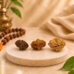 Collection of three Natural 2 Mukhi Rudraksha beads showing different shades, authentic mukhi lines, and certified original Indian Rudraksha.