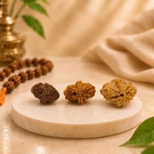 Collection of three Natural 2 Mukhi Rudraksha beads showing different shades, authentic mukhi lines, and certified original Indian Rudraksha.