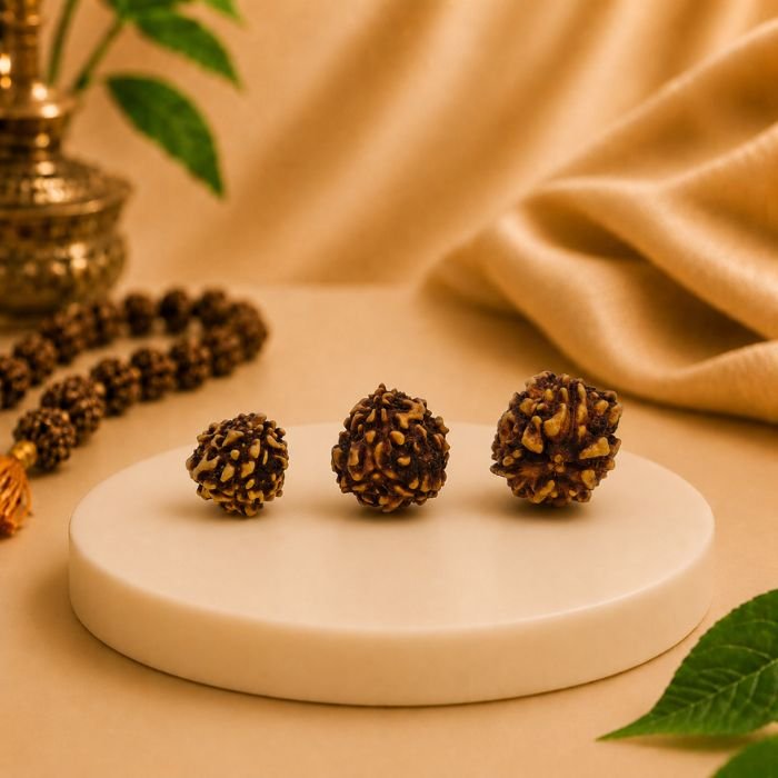Certified Nepali 3 Mukhi Rudraksha | Original Natural Three Mukhi Bead Certified Nepali origin 3 Mukhi Rudraksha beads in multiple sizes displayed on a white marble platform.