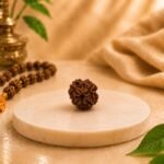 Side profile of an Original Indian 4 Mukhi Rudraksha showing authentic natural grooves and premium craftsmanship.