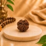 Rear view of a certified Natural 4 Mukhi Rudraksha displaying authentic texture and natural mukhi formation.