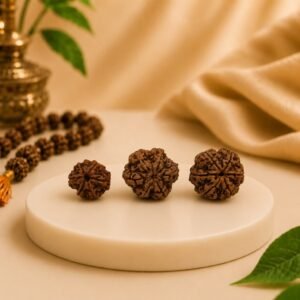 Three original 6 Mukhi Rudraksha beads in different sizes displayed together on a premium platform. Natural certified Nepali Rudraksha for spiritual and astrology use.