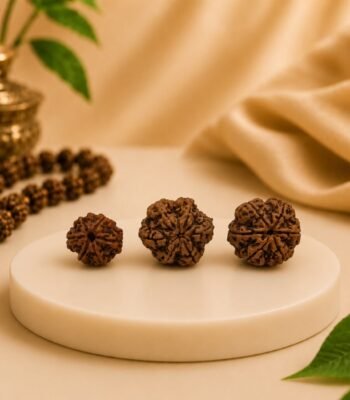 Three original 6 Mukhi Rudraksha beads in different sizes displayed together on a premium platform. Natural certified Nepali Rudraksha for spiritual and astrology use.