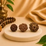 Three authentic 7 Mukhi Rudraksha beads in different sizes displayed together. Natural certified Nepal Rudraksha available at Pure Gems World.