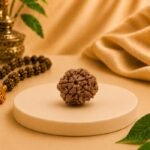 Side profile of an authentic 7 Mukhi Nepal Rudraksha displaying its natural grooves and premium texture. Lab-certified Rudraksha for prosperity, meditation, and Vedic astrology.