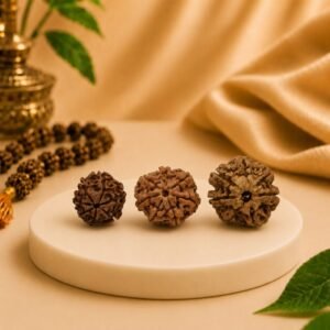 Three authentic 7 Mukhi Rudraksha beads in different sizes displayed together. Natural certified Nepal Rudraksha available at Pure Gems World.