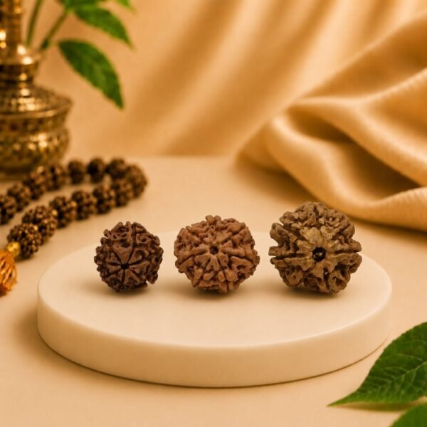 Three authentic 7 Mukhi Rudraksha beads in different sizes displayed together. Natural certified Nepal Rudraksha available at Pure Gems World.