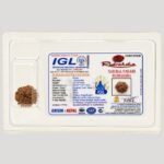 9 Mukhi Rudraksha (Natural & Authentic) | Lab Certified Nepali Rudraksha Bead - Image 4