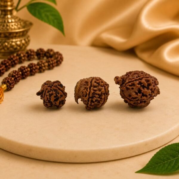 Natural Ganesh Mukhi Rudraksha beads displayed on a beige pedestal with traditional prayer beads