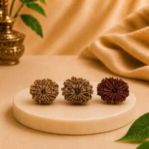 Multiple angle display of original certified 11 Mukhi Nepal Rudraksha showing front, side, and back views for authenticity verification.
