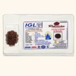 Original 11 Mukhi Nepal Rudraksha with IGL lab certification card showing authenticated natural eleven mukhi rudraksha for spiritual benefits and divine protection.