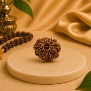 Front view of Original 13 Mukhi Nepal Rudraksha displaying thirteen natural mukhis with premium texture and Lab Certified authenticity.