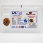 Original 13 Mukhi Nepal Rudraksha with Lab Certified authenticity certificate, natural brown bead sourced from Nepal for premium quality and genuine origin.