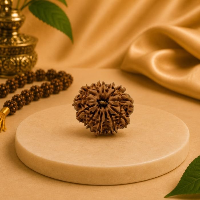 Original 13 Mukhi Nepal Rudraksha Front View | Lab Certified Natural Rudraksha Front view of Original 13 Mukhi Nepal Rudraksha displaying thirteen natural mukhis with premium texture and Lab Certified authenticity.